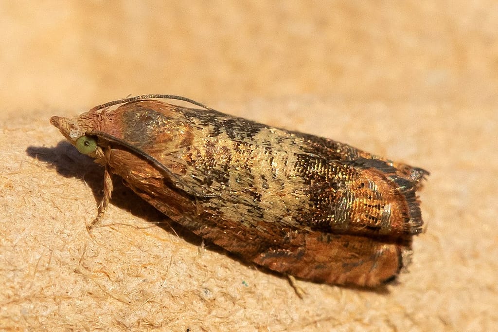 Cydia amplana, Oranje eikenbladroller