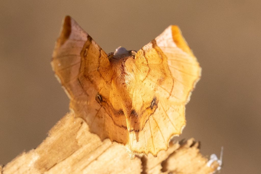 Selenia lunularia, Lindeherculesje