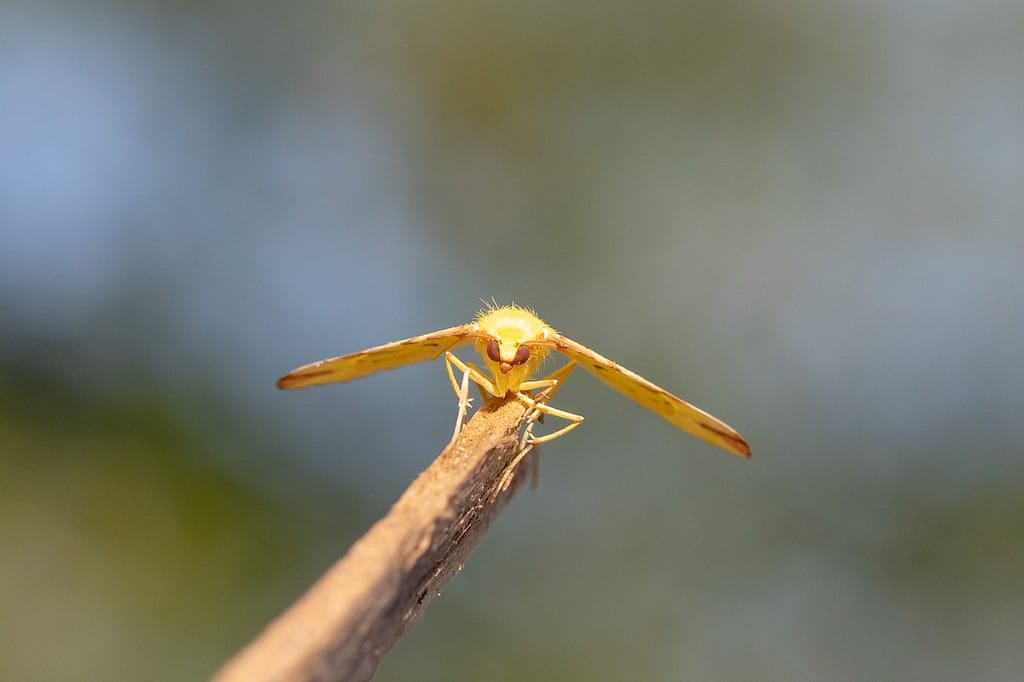 Opisthograptis luteolata, Hagedoornvlinder