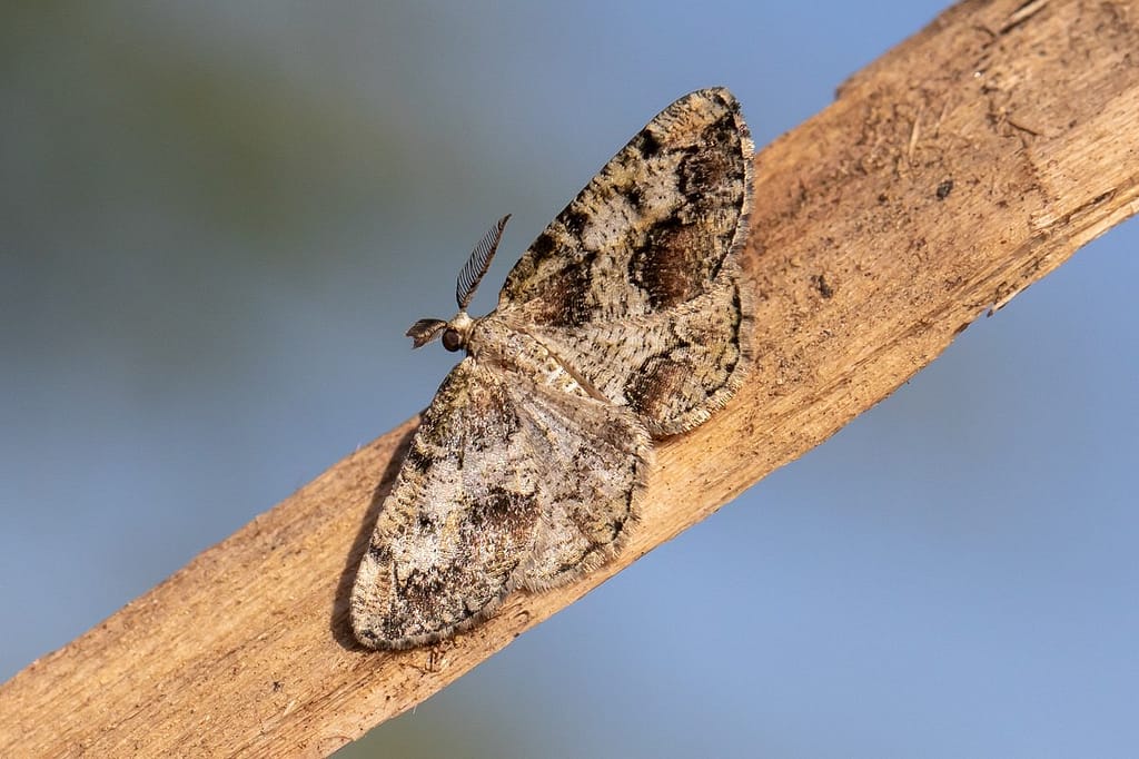 Cleorodes lichenaria, Korstmosspanner ?