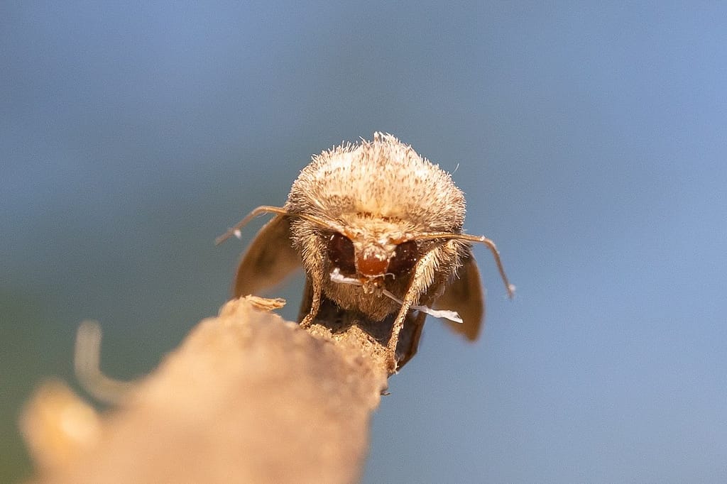 Mythimna impura, Stompvleugelgrasuil