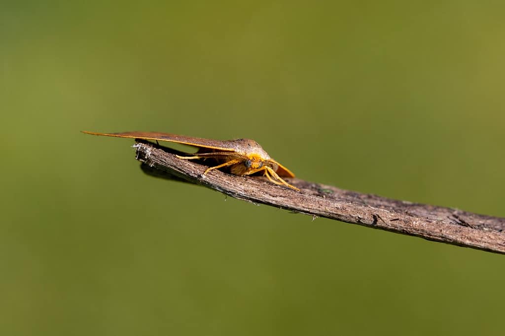 Watsonalla binaria, Gele eenstaart