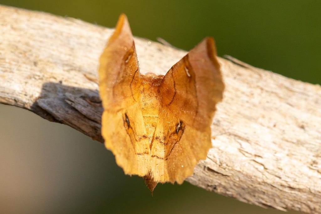 Selenia lunularia, Lindeherculesje