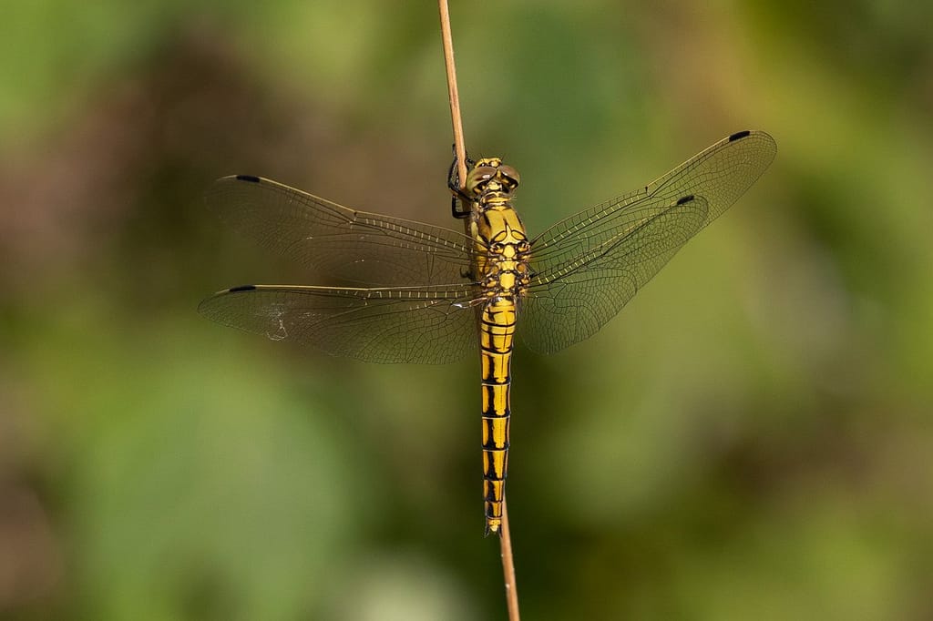 Orthetrum cancellatum – gewone oeverlibel vrouw