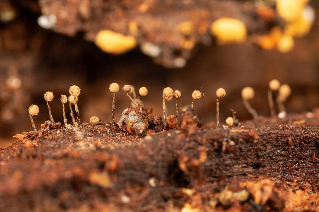 Cribraria, Slijmzwam