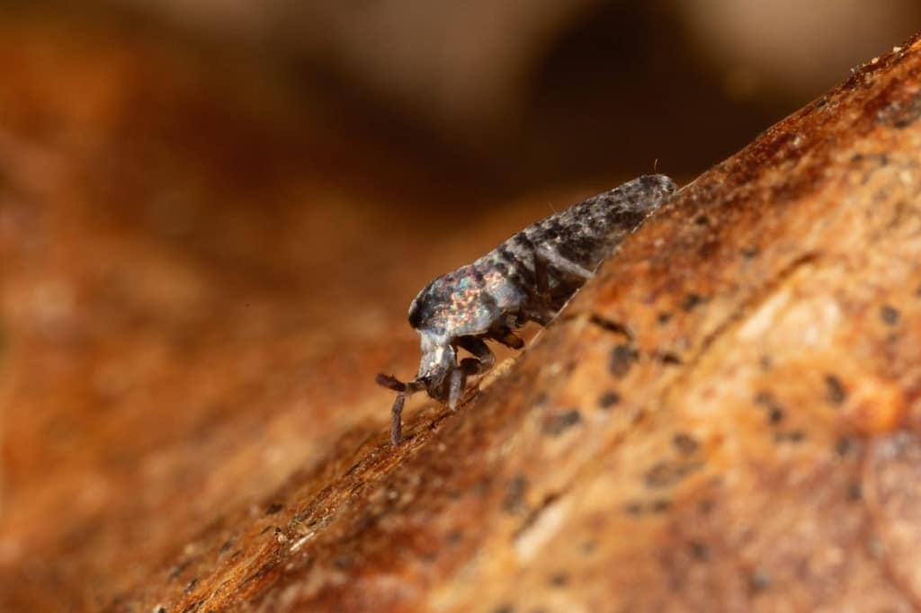 Collembole? soort springstaart?