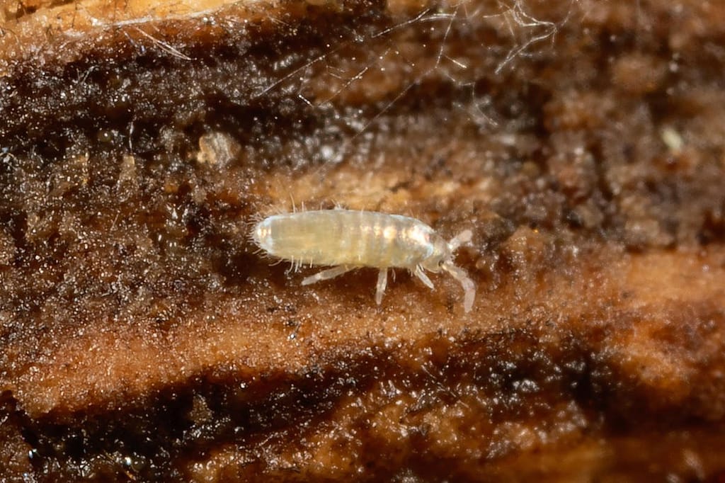 Collembola, Springstaart