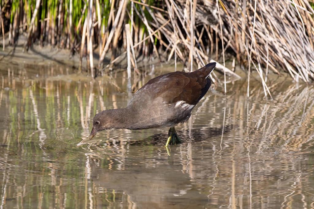 Gallinula chloropus, Waterhoen juveniel