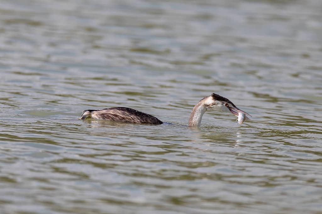 Podiceps cristatus, Fuut