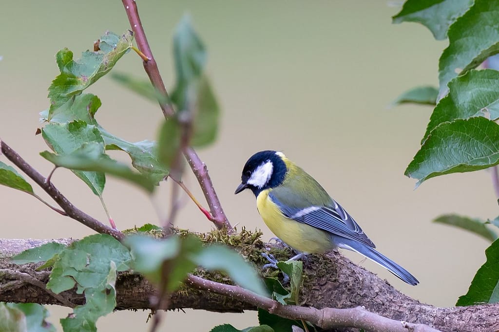 Parus major, koolmees