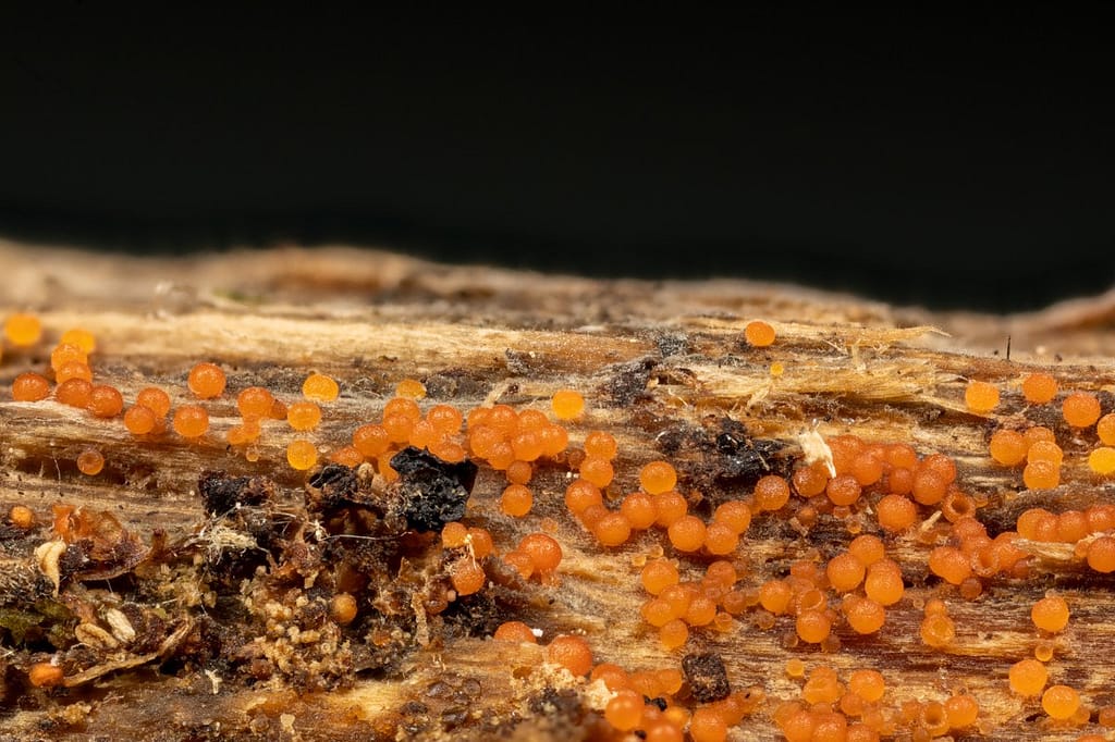 Ascomyceten, Zakjeszwammen