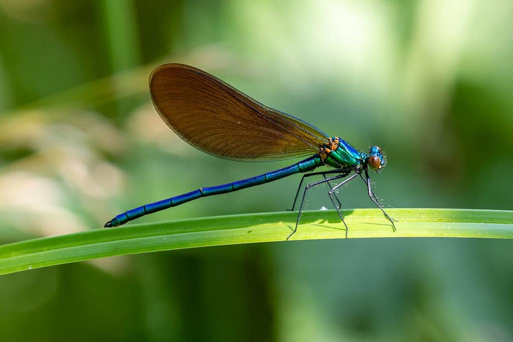 Calopteryx virgo, Bosbeekjuffer