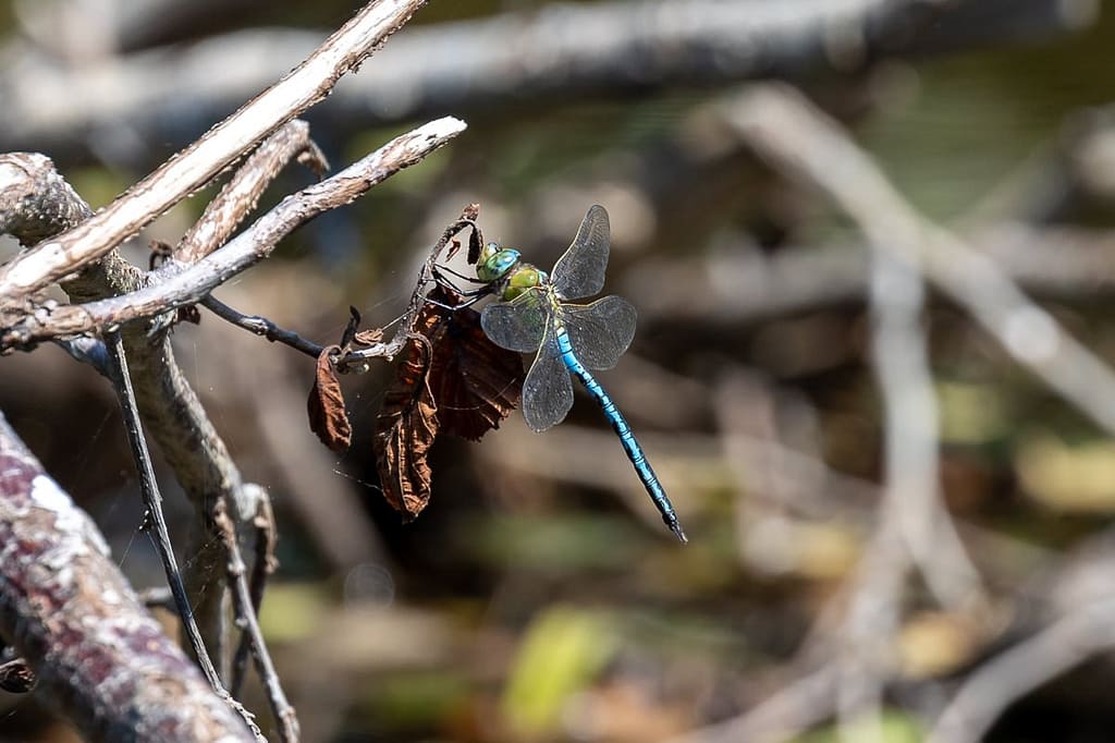 Anax imperator, Keizerlibel