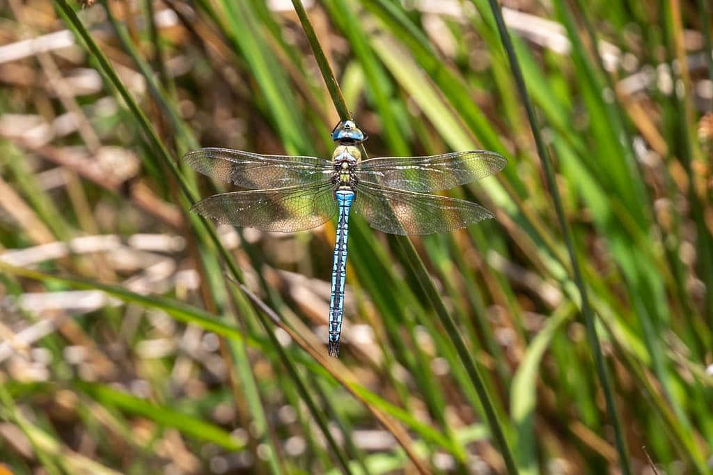 Anax imperator, Keizerlibel