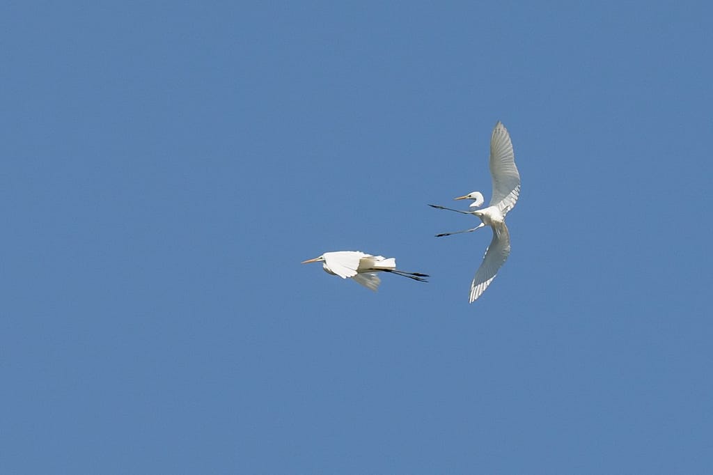Ardea alba, Grote zilverreiger