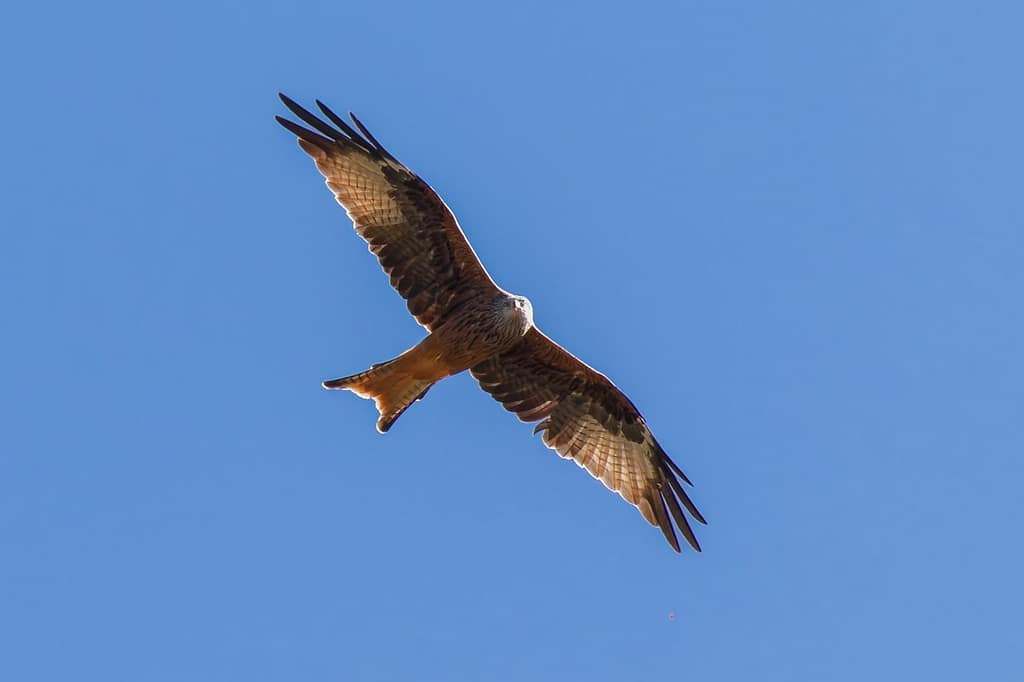 Milvus milvus, Rode wouw