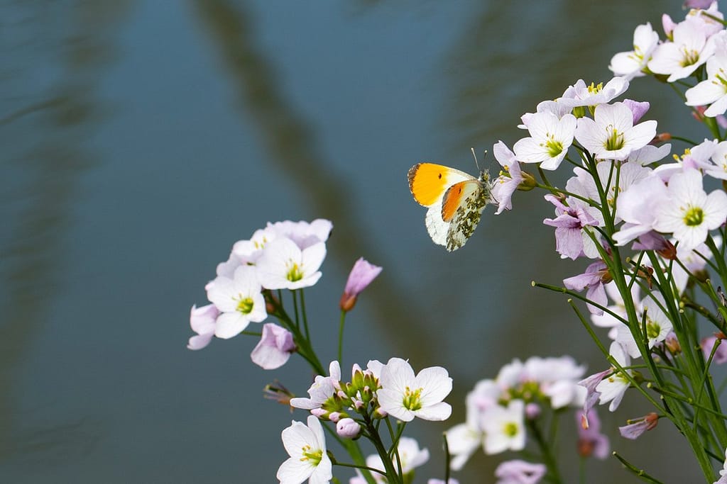 Anthocharis cardamines – Oranjetipje op pinksterbloemen