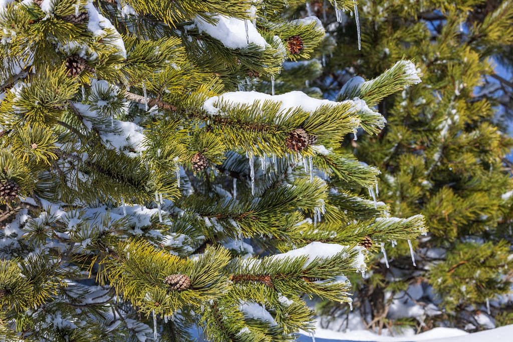 winter op Plateau de Beille in de Pyreneeën