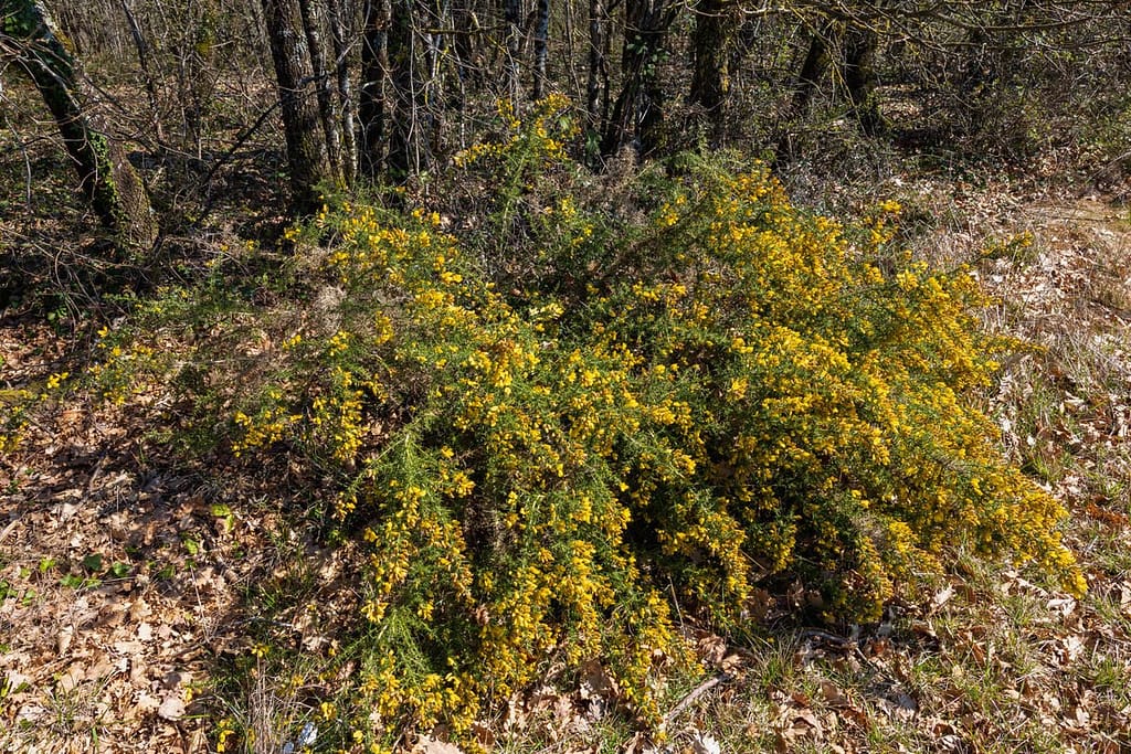 Ulex europaeus - Gaspeldoorn