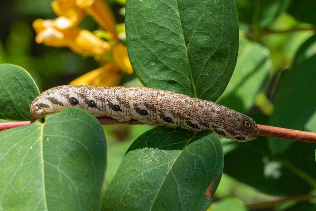 Rups van Proserpinus Proserpina, Teunisbloempijlstaart