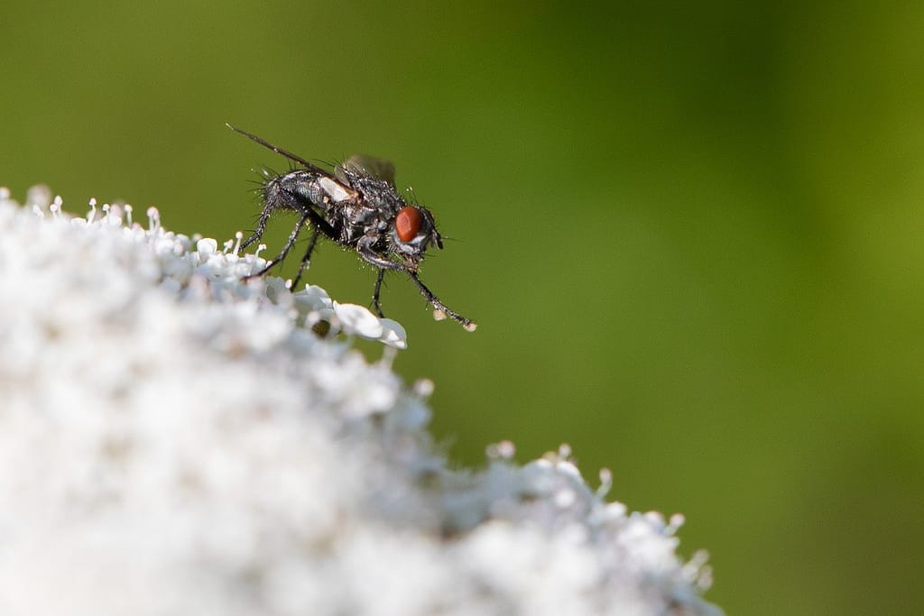 Sarcophaga carnaria - Grijze vleesvlieg