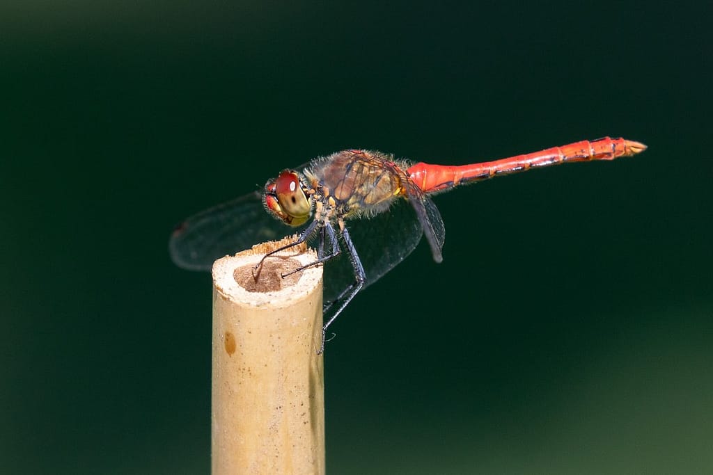 Sympetrum Sanguineum - Bloedrode heidelibel