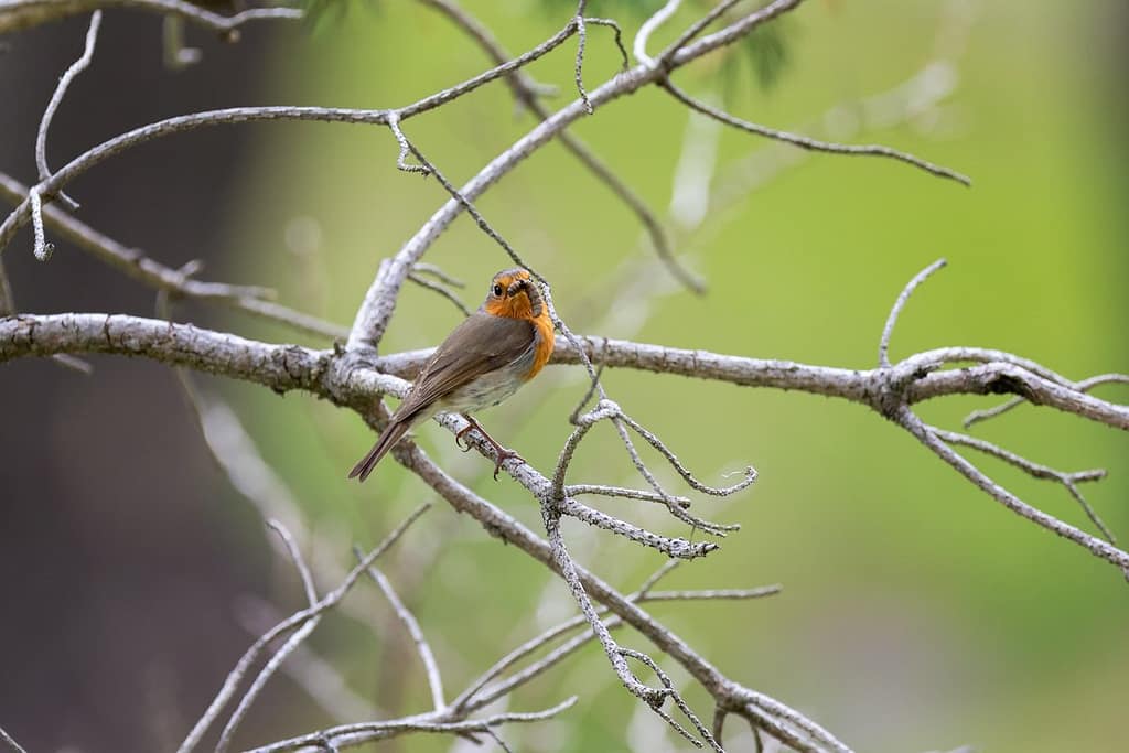 Erithacus rubecula-Roodborst