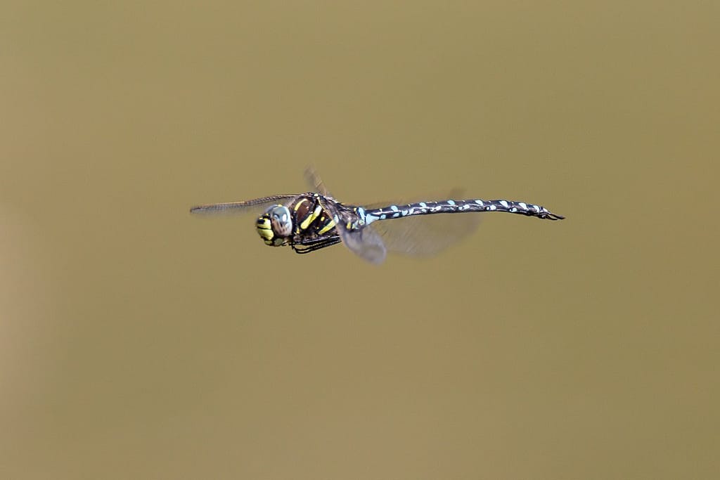 Eshna juncea – Venglazenmaker