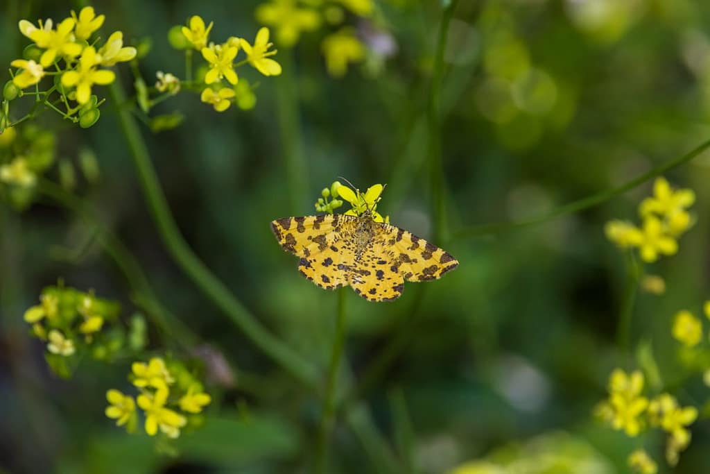 Pseudopanthera macularia, Boterbloempje