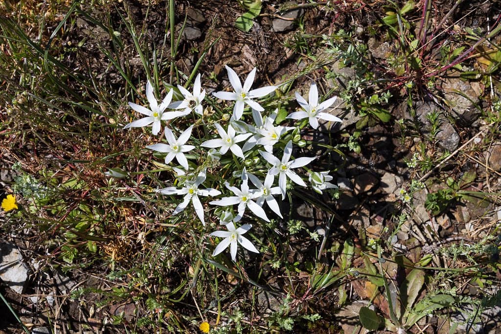 Ornithogalum umbellatum- Gewone vogelmelk