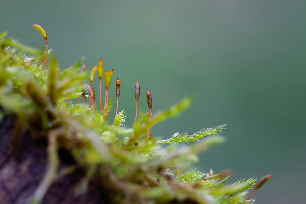 Hypnum cupressiforme, gesnaveld klauwtjesmos