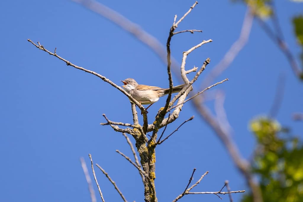 Sylvia communis, Fauvette grisette