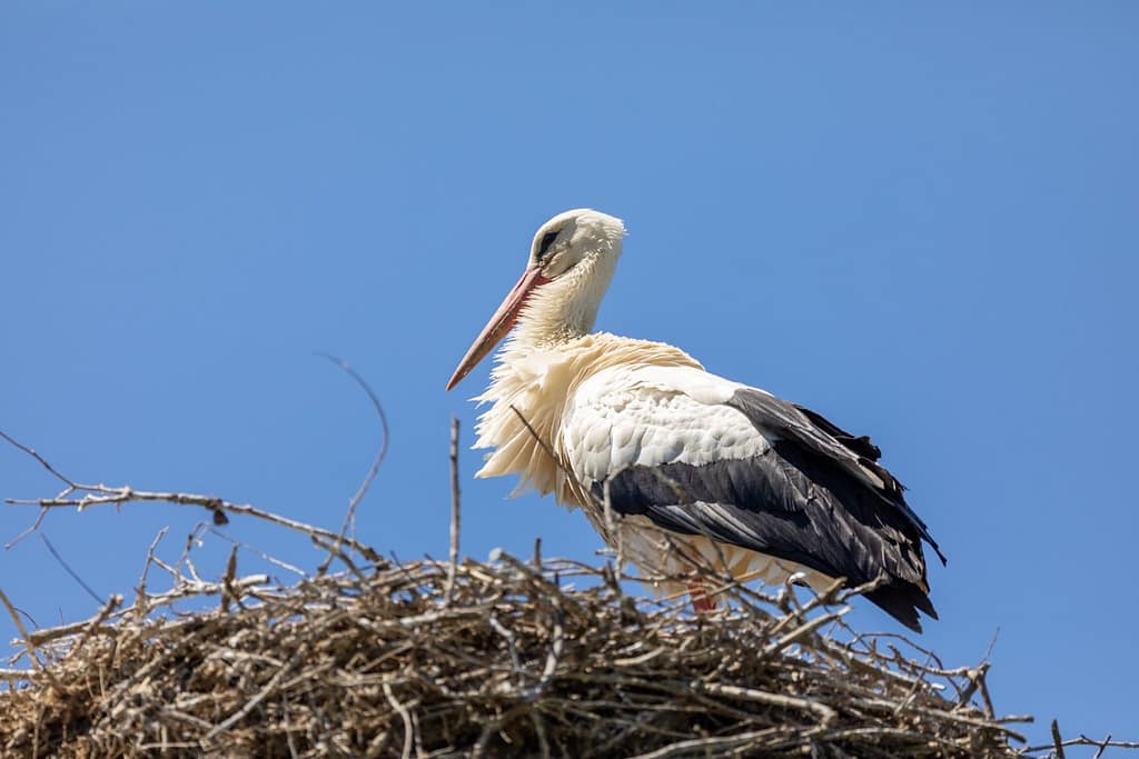 Ciconia ciconia, White stork
