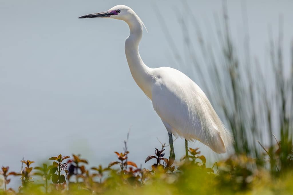 Aigrette garzette, Kleine zilverreiger