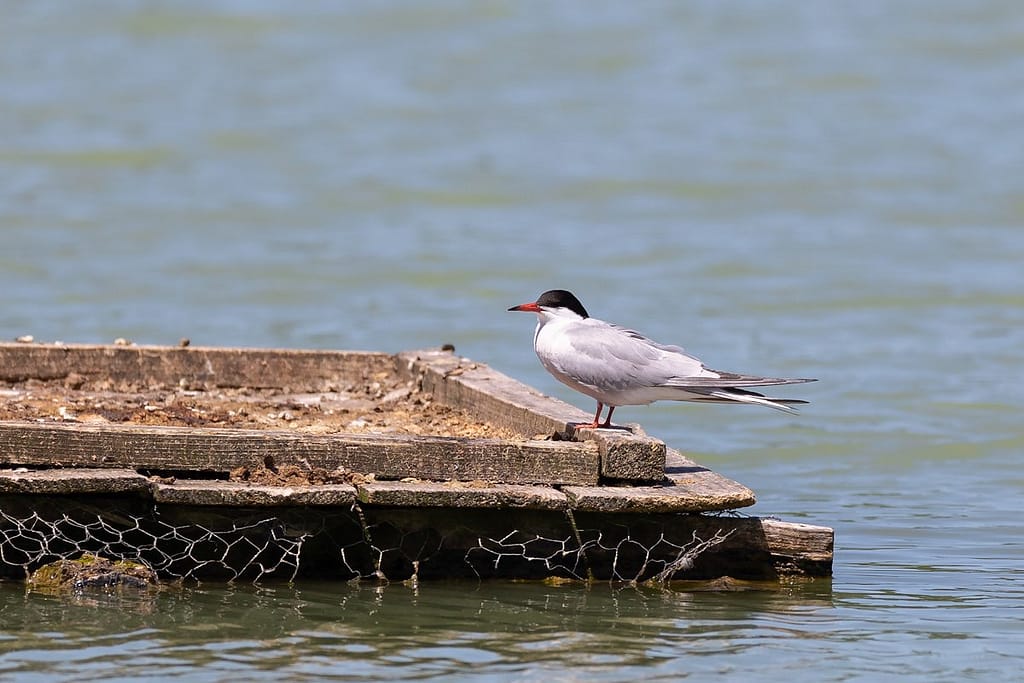 Sterna Hirundo, Visdief