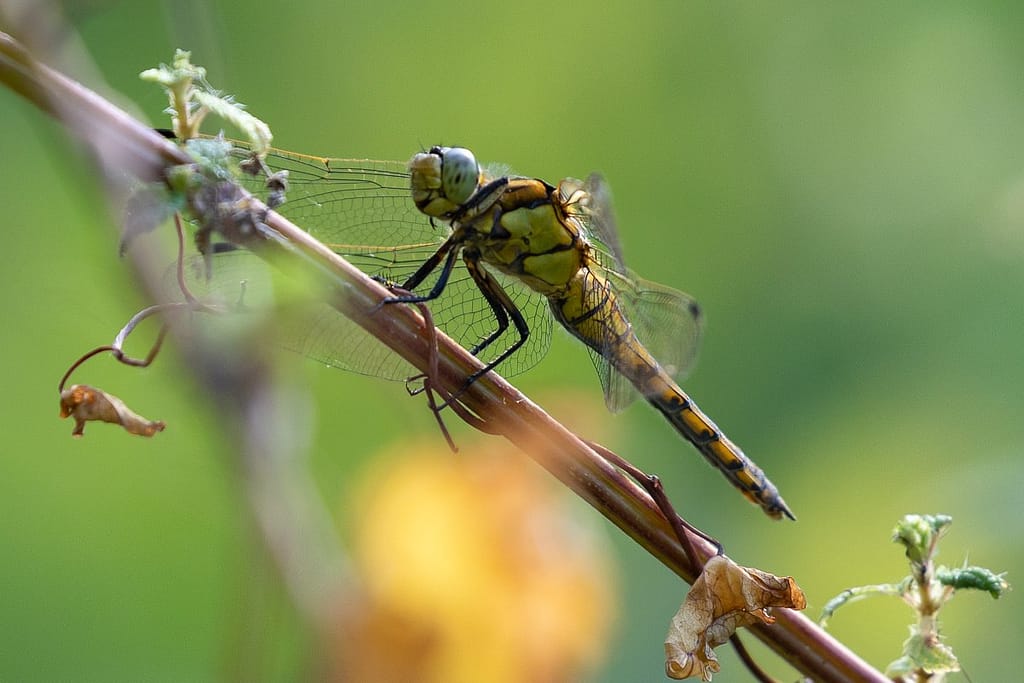 Orthetrum cancellatum – gewone oeverlibel vrouw