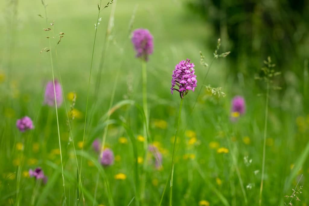 Anacamptis pyramidalis, Hondskruid