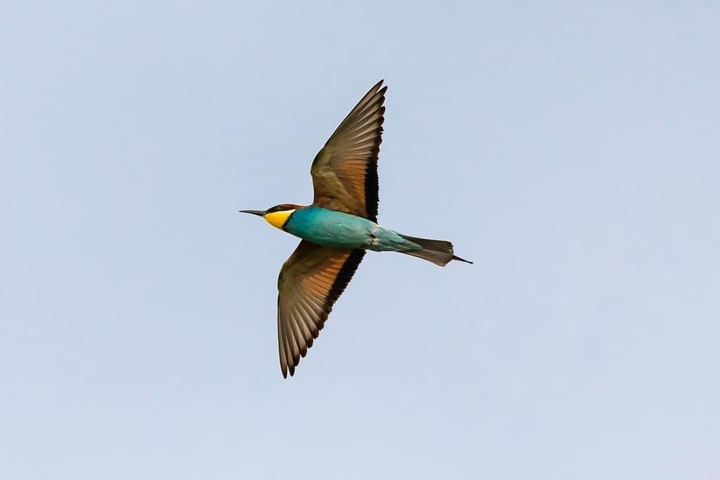 Merops apiaster, Bijeneter