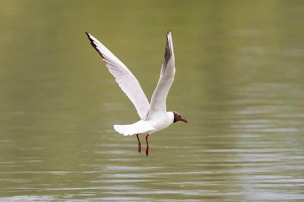 Chroicocephalus ridibundus, Kokmeeuw