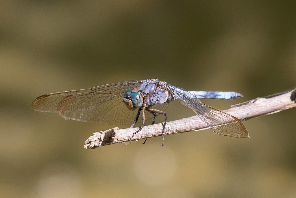 Orthetum coerulescens – Beekoeverlibel