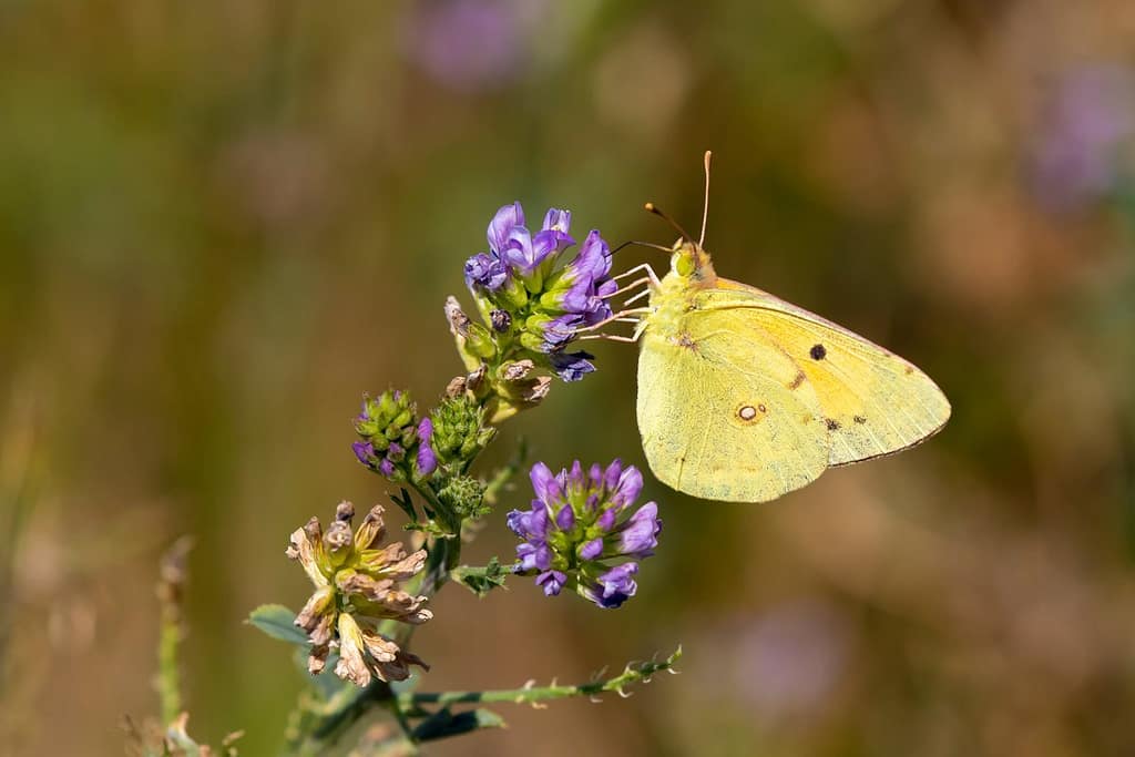 Colias Crocea – Oranje Luzernevlinder