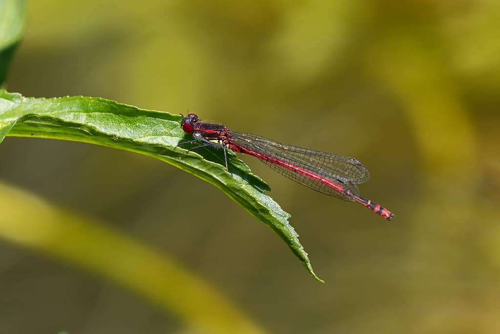 Pyrrhosoma nymphula, Vuurjuffer