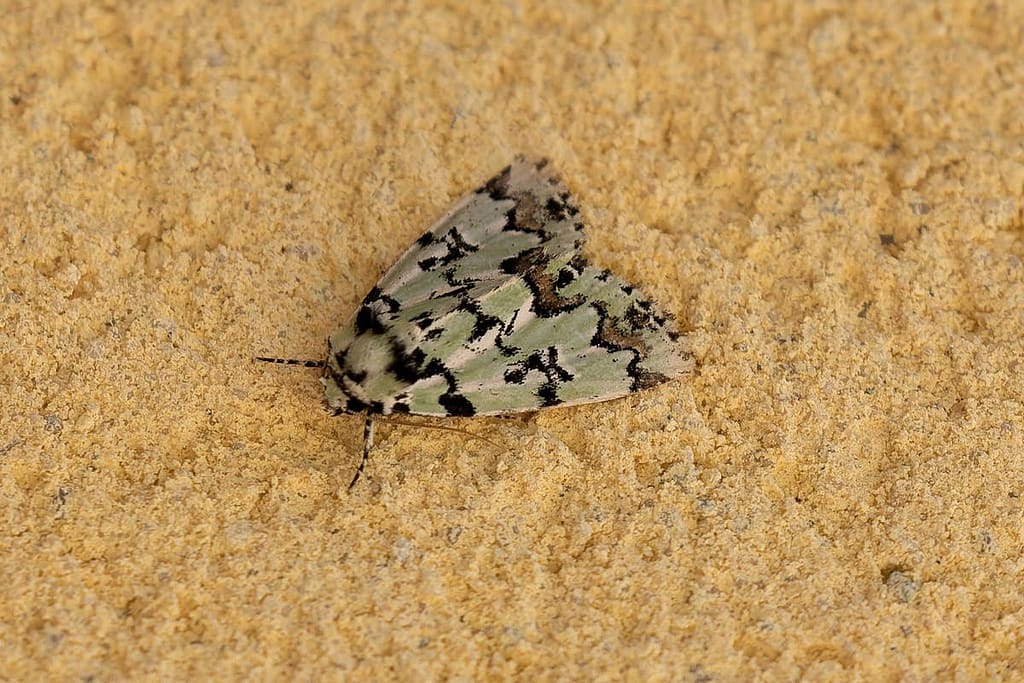 Moma Alpium-Gevlekte groenuil