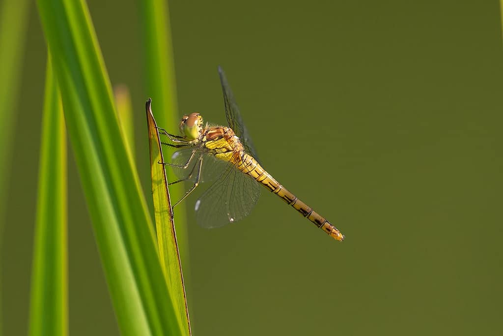 Orthetrum cancellatum, gewone oeverlibel
