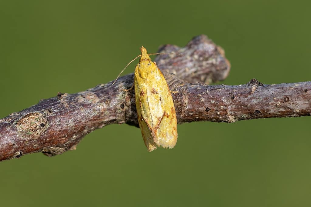 Agapeta hamana-distelbladroller