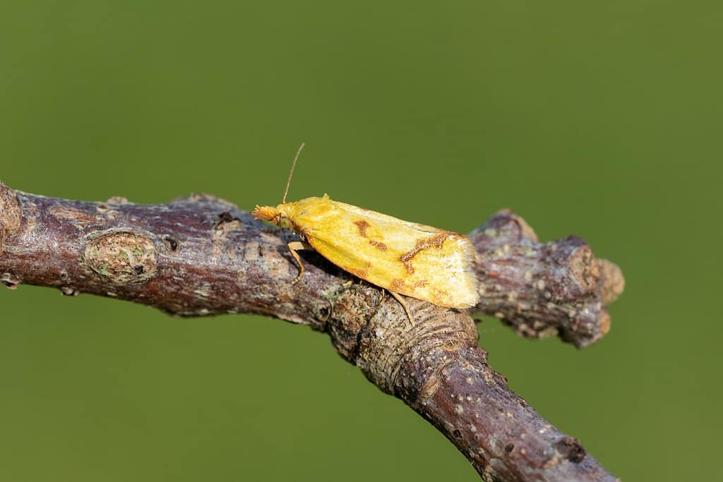 Agapeta hamana-distelbladroller