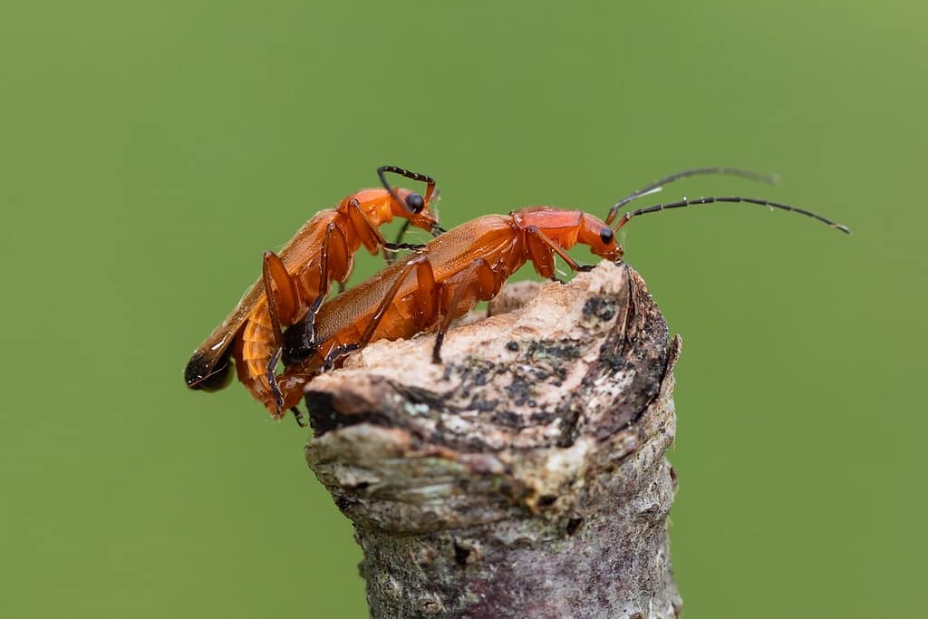 Rhagonycha fulva, Oranje soldaatje