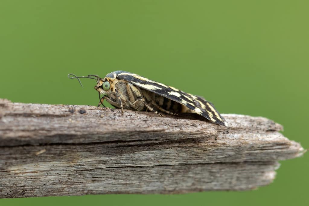 Acontia trabealis, Panteruiltje