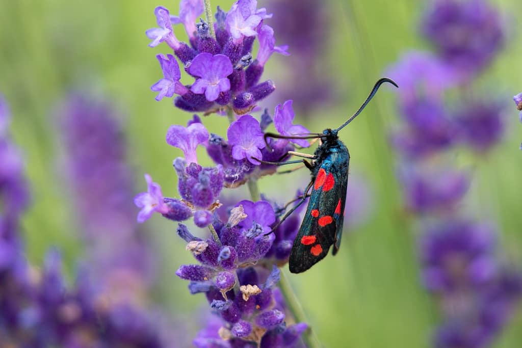 Zygaena 9lipendulae, Sint-jansvlinder