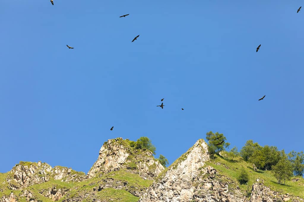 Gyps fulvus - Vale gier (Vautour Fauve)